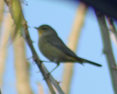 Leiothlypis virginiae