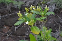 Tabernaemontana cerifera