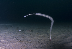 Acanthoptilum gracile