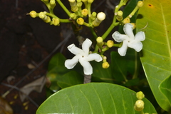 Tabernaemontana cerifera