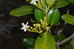 Tabernaemontana cerifera