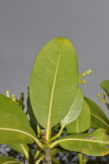 Tabernaemontana cerifera