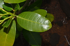 Tabernaemontana cerifera