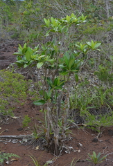 Tabernaemontana cerifera
