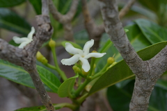 Tabernaemontana cerifera