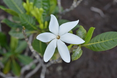 Gardenia aubryi