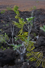 Flagellaria
