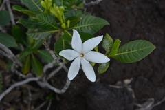 Gardenia aubryi