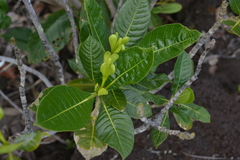 Gardenia aubryi