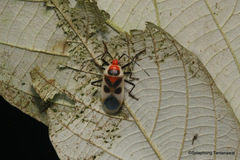 Physopelta albofasciata