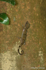 Cyrtodactylus rukhadeva