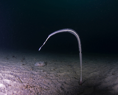 Acanthoptilum gracile