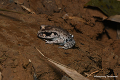 Leptobrachium smithi