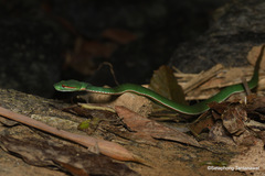 Trimeresurus popeiorum