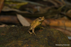 Ingerophrynus parvus