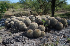 Coryphantha recurvata recurvata