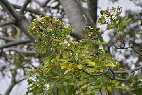 Cerberiopsis