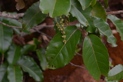Homalium