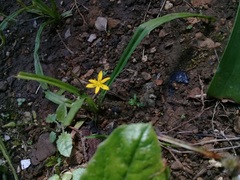 Hypoxis decumbens