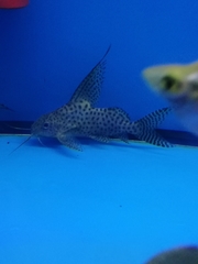 Synodontis eupterus