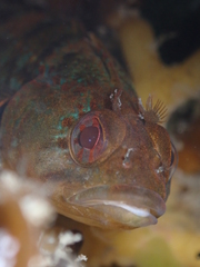 Gilloblennius abditus