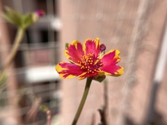 Portulaca umbraticola