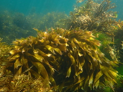 Gilloblennius abditus
