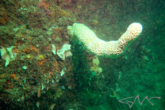 Holopsamma laminaefavosa