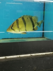 Datnioides undecimradiatus