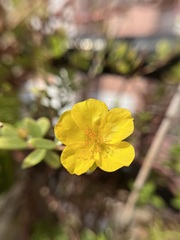 Portulaca umbraticola