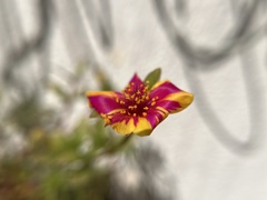 Portulaca umbraticola