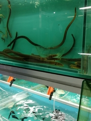 Erpetoichthys calabaricus