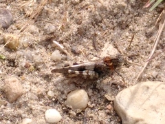 Oedipoda caerulescens