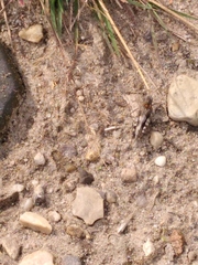 Oedipoda caerulescens