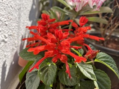 Salvia splendens