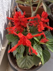 Salvia splendens