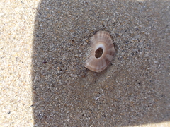 Amblychilepas javanicensis