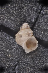 Eulithidium bellum