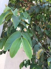Psidium guajava