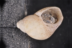 Eulithidium affine