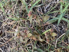 Euphorbia ophthalmica image