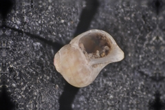 Eulithidium