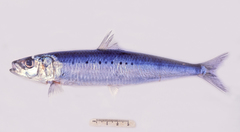 Sardinops sagax