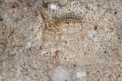 Ctenolepisma ciliatum