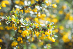 Berberis microphylla