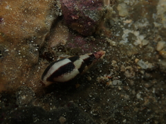 Mitrella menkeana
