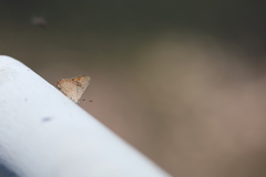 Acrodipsas brisbanensis