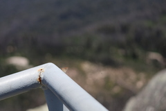 Acrodipsas brisbanensis