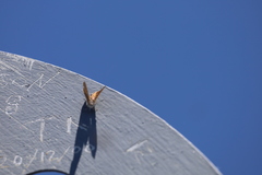 Acrodipsas brisbanensis