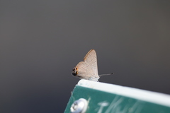 Acrodipsas brisbanensis